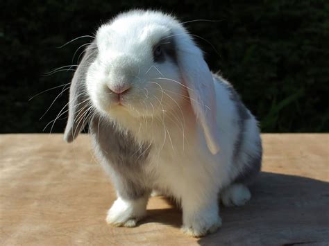 Why A Mini Lop Bunny Might Be The Perfect Pet For You Patchpets