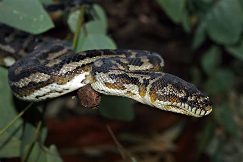 Largest Carpet Python Species In The World Size