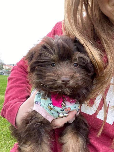 Earn points & unlock badges learning, sharing & helping adopt. Havanese Puppies For Sale | Madison, WI #340954 | Petzlover