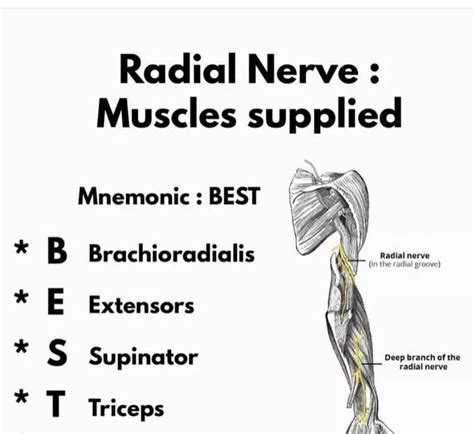 Radial Nerve Muscle Supply Medizzy