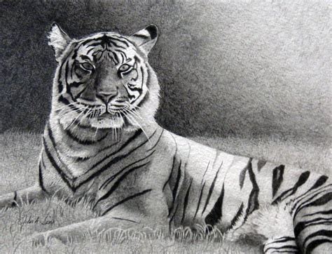 Tiger Graphite By Bookman On Deviantart