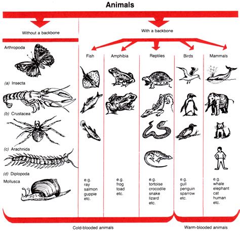 Chart Of Vertebrates And Invertebrates Science Lessons Pinterest