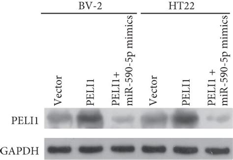 effect of mir 590 5p silence on bv 2 and ht22 cells was regulated by download scientific