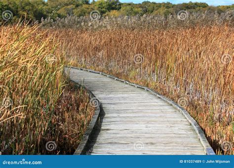 Boardwalk Through A Marsh Lined With Reeds Stock Image Image Of
