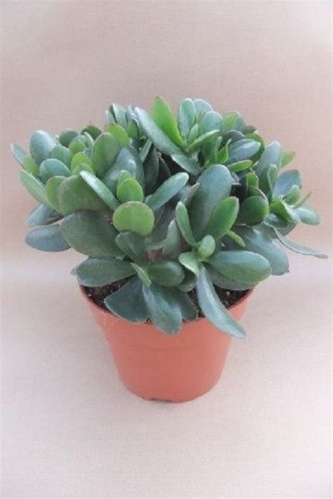 crassula ovata compacta — plant wholesale floraccess