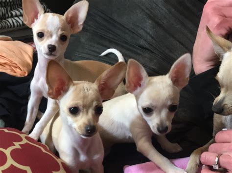69 Teacup Chihuahua Breeders In California Picture Bleumoonproductions