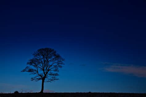 Free Images Landscape Tree Nature Horizon Silhouette Light