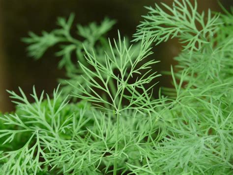 Gardening in colorado can be challenging, especially to newcomers. Dill: Planting, Growing, and Harvesting Dill Weed in the ...