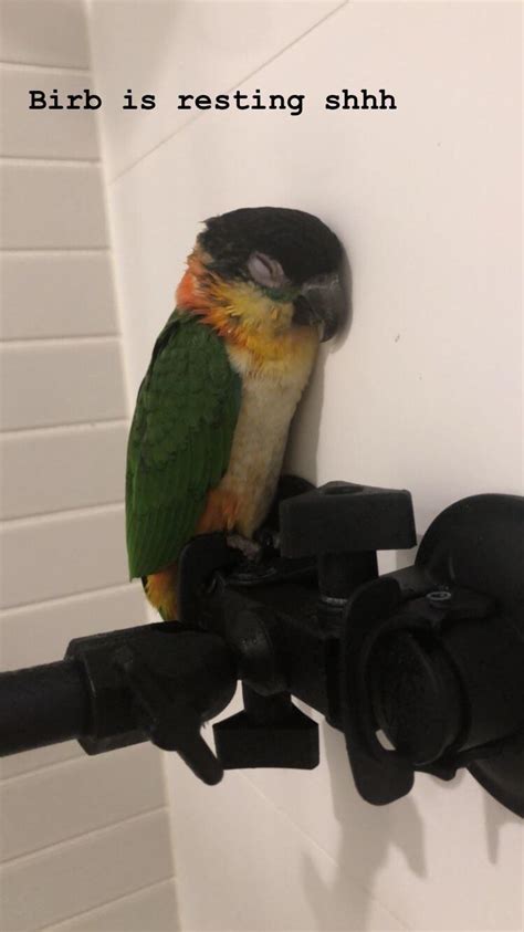 There are two main ways that tinder makes money from its app, although most users choose the free service. Does anyone else have a caique that needs a play date? Is ...