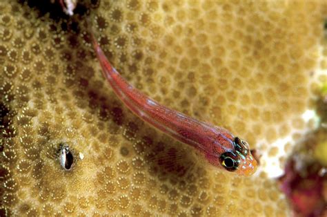 Goby And Coral Photograph By Louise Murrayscience Photo Library