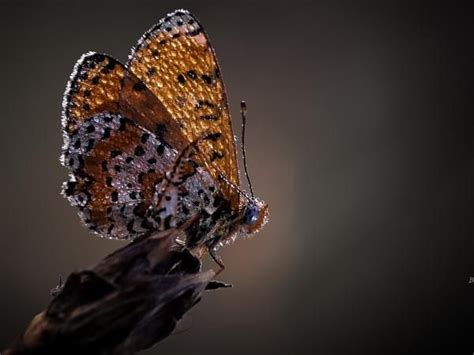 Butterfly With Dew Drops Wallpaper 39201 Butterfly Photos