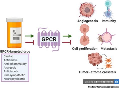 Unintended Effects Of Gpcr Targeted Drugs On The Cancer Phenotype