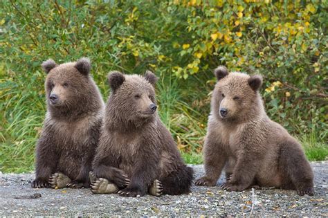 Brown Bear Cubs Alaskaphotographics