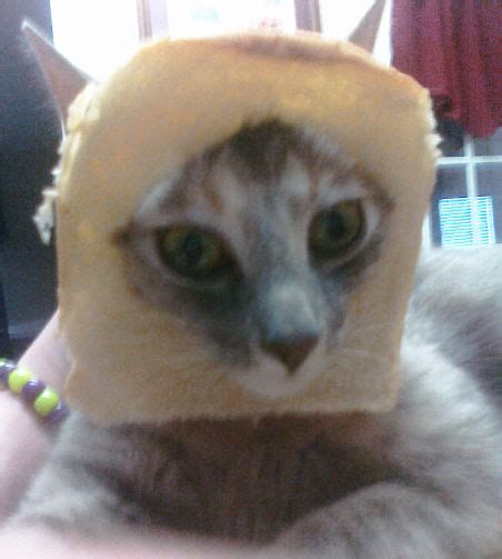 Cat Breading Meme By Funghoul5life On Deviantart