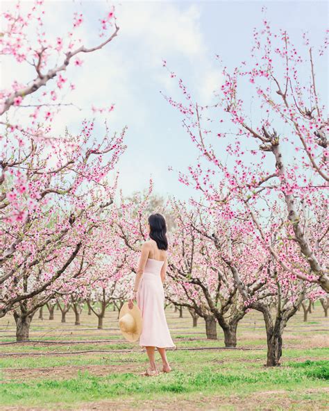 Where To Find Peach Blossoms In California And The Bay Area