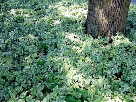 10 Great Groundcover Plants 1000 Ground Cover Plants Ground Cover