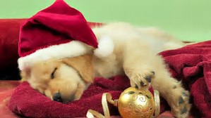 Image result for christmas cute pictures