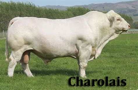 Lembu jualan borong jenis brahman selepas untuk awal tahun 2012 rm7.90 p/kg penghantaran turut disediakan !! Belgian Blue: Spesis Lembu Hybrid Paling 'Sado' Tapi Lemah ...