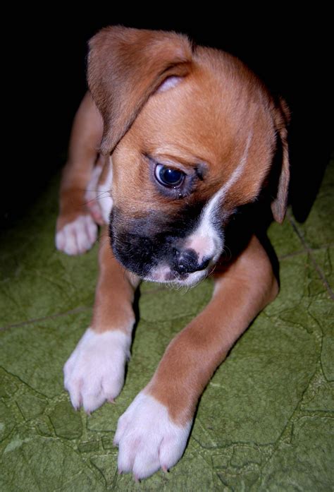 Boxer Dogs Sweet If I Was To Have A Dog It Would Have To Be A Boxer