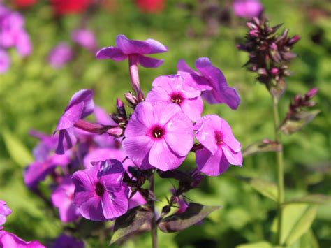 .clematis china purple, coreopsis tripteris, crambe maritima, eupatorium maculatum album, eupatorium atropurpureum, eupatorium purple bush evening, phlox paniculata blue paradise, phlox paniculata duesterlohe, phlox paniculata lavendelwolke, phlox paniculata lichtspel. Hohe Flammenblume 'Purple Paradise' - Beste Sorten ...