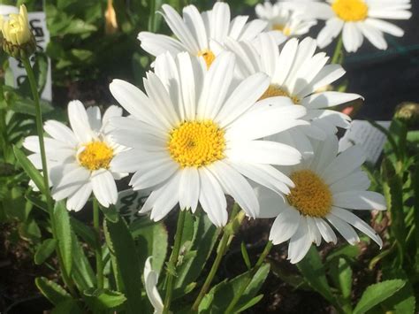 Leucanthemum Prinsessankakkara Dwarf Snow Lady Kulpan Puutarha