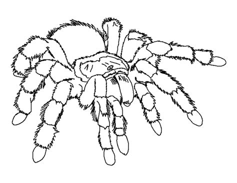 Use this lesson in your classroom, homeschooling curriculum or just as a fun kids activity that you as a parent can do with your child. Desenhos de Tarantulas para Colorir