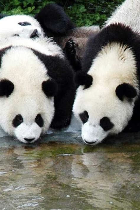 Pandas Panda Bear Panda Panda Love