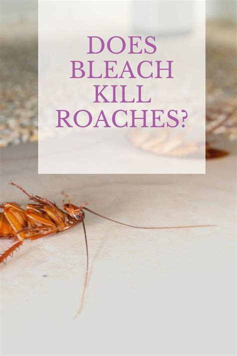 Does Bleach Kill Roaches Kill Roaches Roaches Bleach