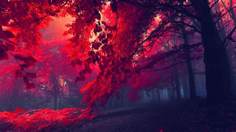 Fall Forest Mist Nature Landscape Wallpapers Hd
