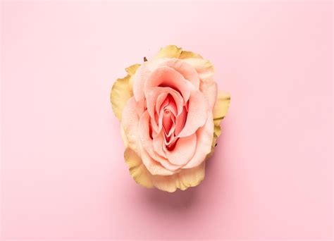 Premium Photo Erotic Metaphor Rose Bud With Petals Resembling Vulva