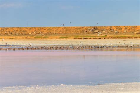 Flock Of Birds On Pink Salty Syvash Lake In Kherson Region Ukraine
