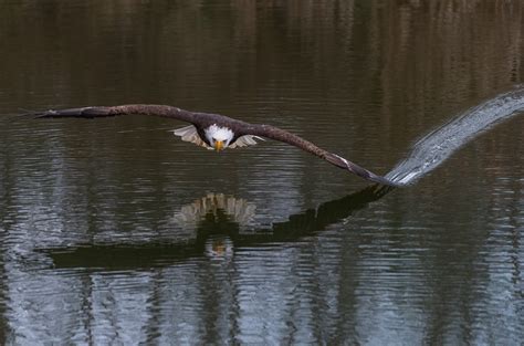 ©bald Eagle Over Water Photographer Richard Lee In Southern Ontario