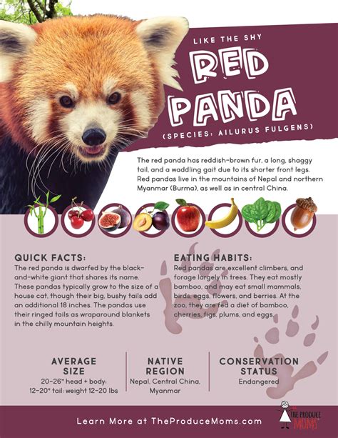 Eat Like A Red Panda Bamboo And Chicken Ramen The Produce Moms