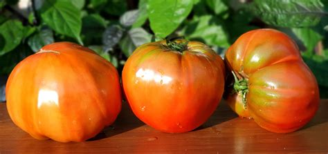 Black And Blue Tomatoes Ruby Surprise Rubinoviy Surpriz Tomato