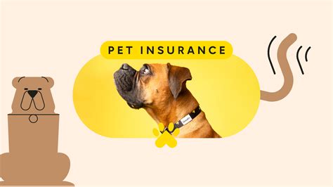 Pets Best Pet Insurance Review 2023 Ultimate Guide Reethinc