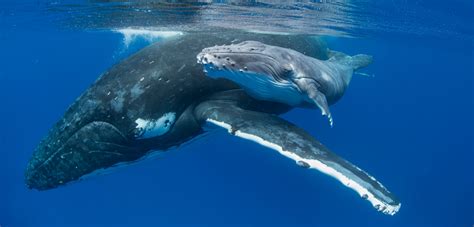 Mother And Baby Humpback Whale