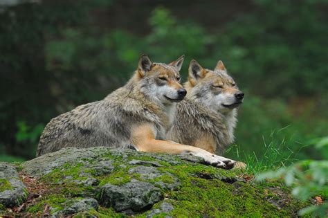 Tag des Wolfes am 30. April: Breite Akzeptanz für den Wolf in Bayern
