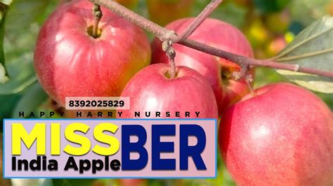 Miss India Apple Ber Farming Full Information Happyharrynursery Youtube