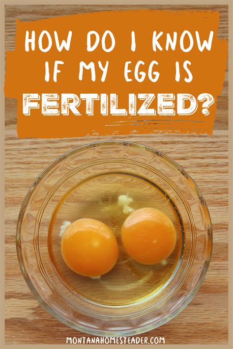 How To Tell If A Chicken Egg Is Fertilized
