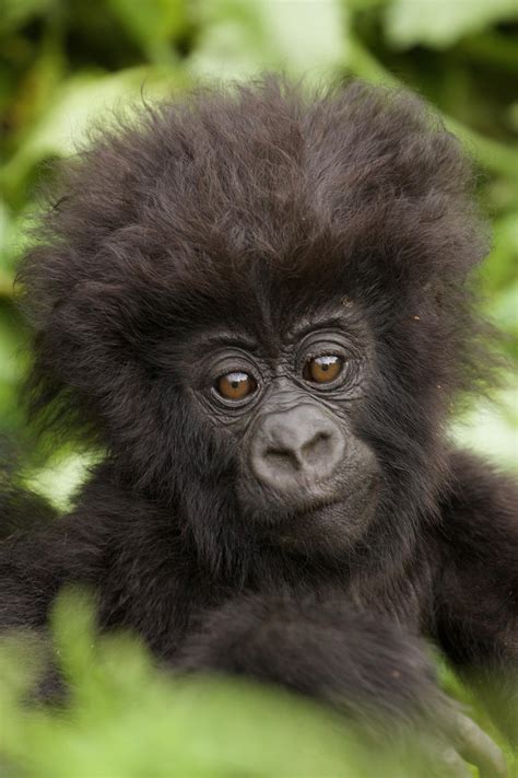 Cute Baby Mountain Gorillas