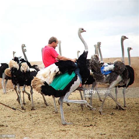 Ostrich Farm Photos And Premium High Res Pictures Getty Images