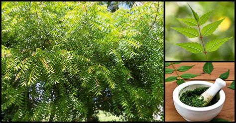 Azadirachta indica, commonly known as neem, nimtree or indian lilac, is a tree in the mahogany family meliaceae. Health Benefits and Medicinal Uses Of Neem You Need To ...