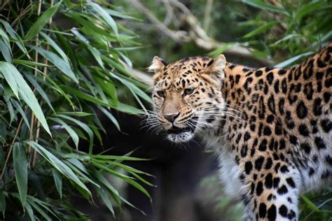 Leopard Animal Facts | Panthera pardus | AZ Animals