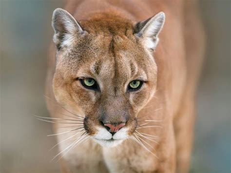Le Puma Morphologie Habitat Alimentation Mode De Vie