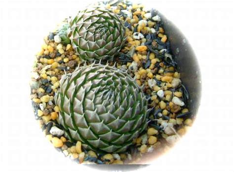 Последние твиты от バトルスピリッツ (@bs_official). みいさぼ Orostachys spinosus var. minutum オロスタキス スピノーサ ...