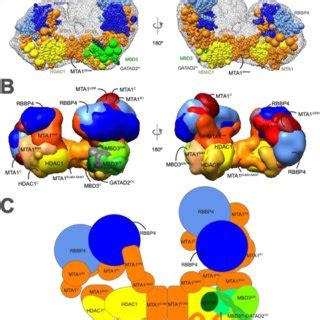 Integrative Model Of The Nucleosome Deacetylase Nude Complex A