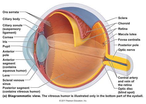 Anatomy Of The Human Eye Parts Of The Eye Explained Lasikplus Images