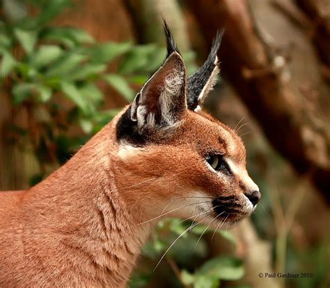 Caracal Cat Taken During A Trip To Cat Survival Trust In W Flickr