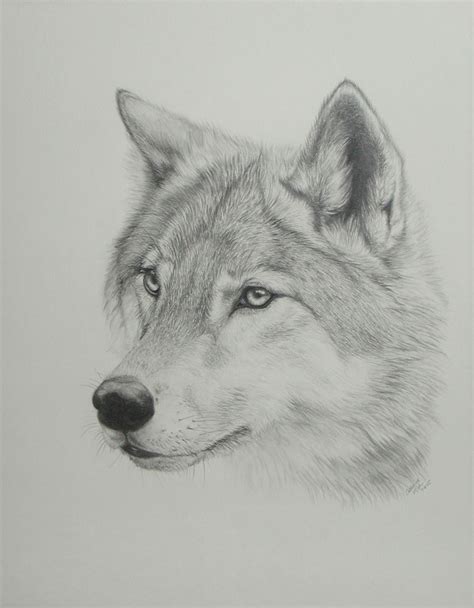 Wolf Drawing 3d Drawing