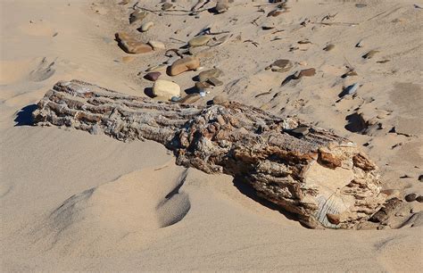 Driftwood Kemil Beach Indiana Dunes National Park Nort Flickr